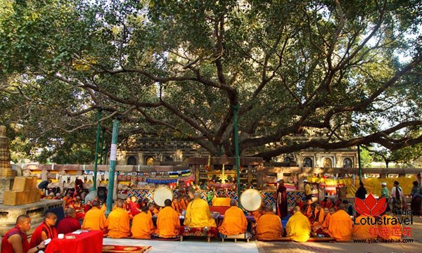 印度佛教文化探索12日游