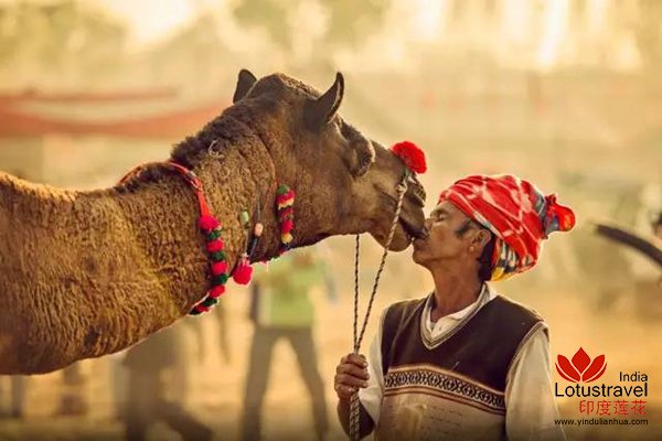 普什卡骆驼节-世界上最大的骆驼集市
