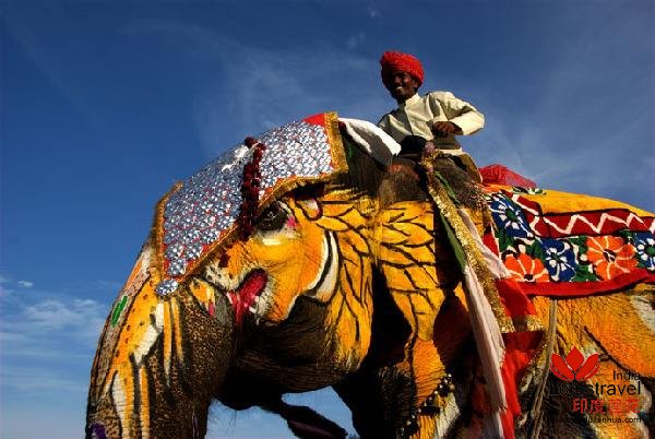 印度旅游攻略-印度大象